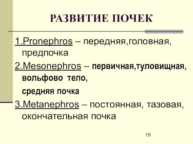 РАЗВИТИЕ ПОЧЕК 1.Pronephros – передняя,головная, предпочка 2.Mesonephros – первичная,туловищная, вольфово