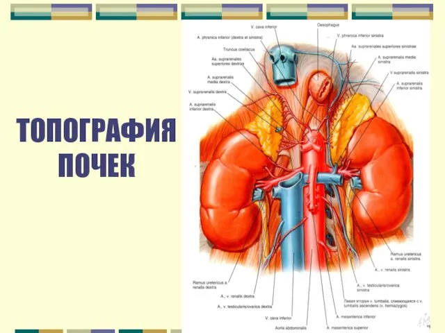 ТОПОГРАФИЯ ПОЧЕК