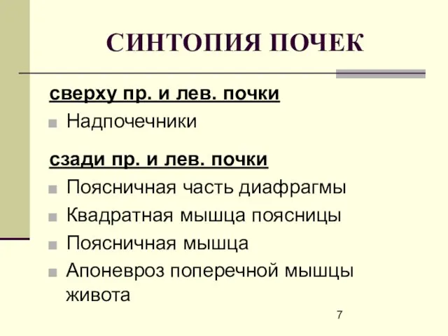 СИНТОПИЯ ПОЧЕК сверху пр. и лев. почки Надпочечники сзади пр.