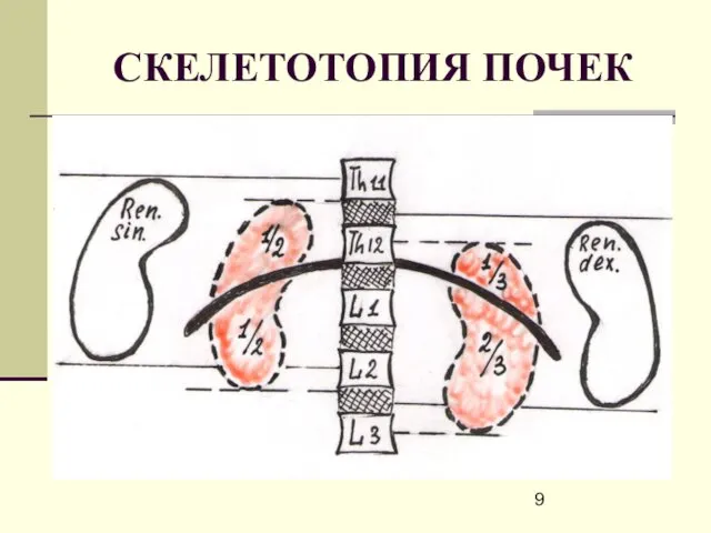 СКЕЛЕТОТОПИЯ ПОЧЕК