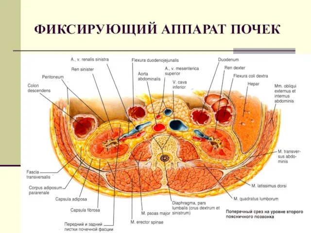 ФИКСИРУЮЩИЙ АППАРАТ ПОЧЕК