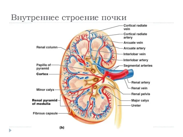 Внутреннее строение почки