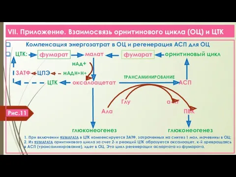 VII. Приложение. Взаимосвязь орнитинового цикла (ОЦ) и ЦТК Компенсация энергозатрат