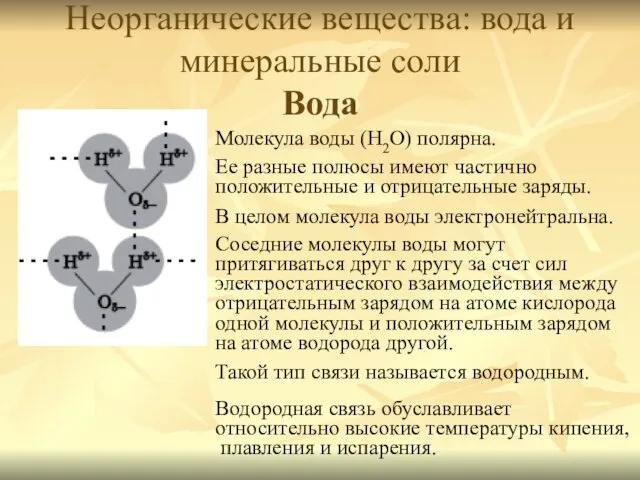 Неорганические вещества: вода и минеральные соли Вода Молекула воды (H2O)