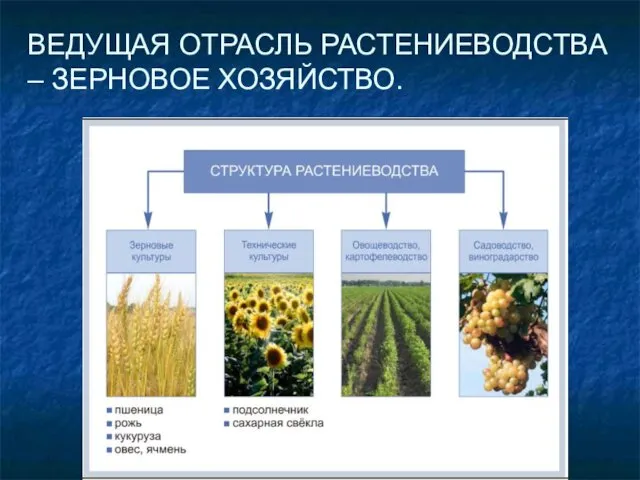 ВЕДУЩАЯ ОТРАСЛЬ РАСТЕНИЕВОДСТВА – ЗЕРНОВОЕ ХОЗЯЙСТВО.