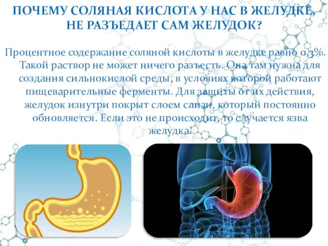 ПОЧЕМУ СОЛЯНАЯ КИСЛОТА У НАС В ЖЕЛУДКЕ, НЕ РАЗЪЕДАЕТ САМ