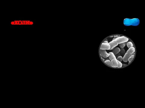 «КОЛИ» кишечная палочка Местонахождение: кишечный тракт Симптомы: диарея, гастроэнтерологические нарушения