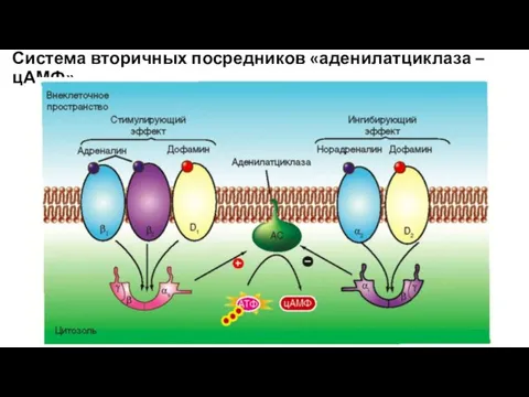 Система вторичных посредников «аденилатциклаза – цАМФ»