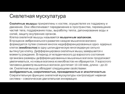 Скелетная мускулатура Скелетные мышцы прикреплены к костям, осуществляя их поддержку