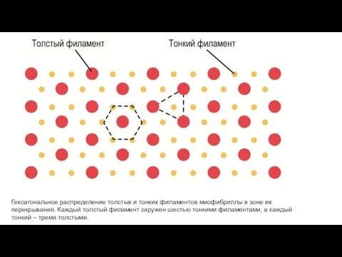 Гексагональное распределение толстых и тонких филаментов миофибриллы в зоне их