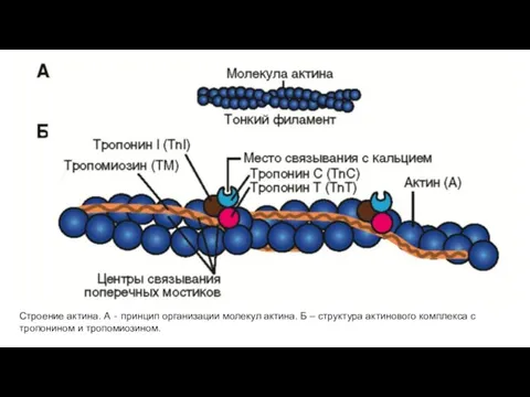 Строение актина. А ‐ принцип организации молекул актина. Б –