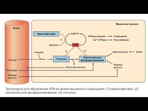 Три ресурса для образования АТФ во время мышечного сокращения: (1) креатинфосфат, (2) окислительное фосфорилирование, (3) гликолиз.