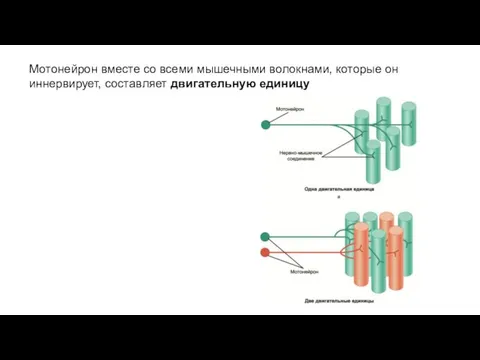 Мотонейрон вместе со всеми мышечными волокнами, которые он иннервирует, составляет двигательную единицу