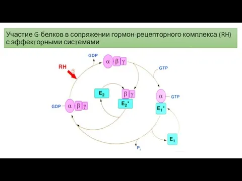 Участие G-белков в сопряжении гормон-рецепторного комплекса (RH) с эффекторными системами