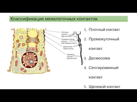 Классификация межклеточных контактов Плотный контакт Промежуточный контакт Десмосома Септированный контакт Щелевой контакт