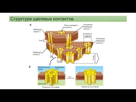 Структура щелевых контактов