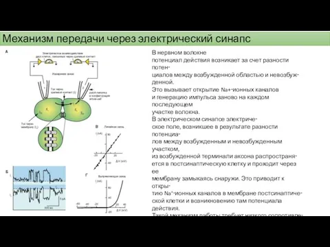 Механизм передачи через электрический синапс В нервном волокне потенциал действия