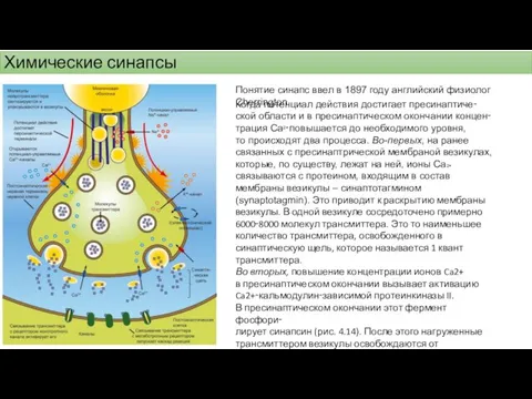 Химические синапсы Понятие синапс ввел в 1897 году английский физиолог
