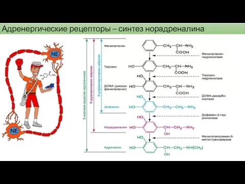 Адренергические рецепторы – синтез норадреналина