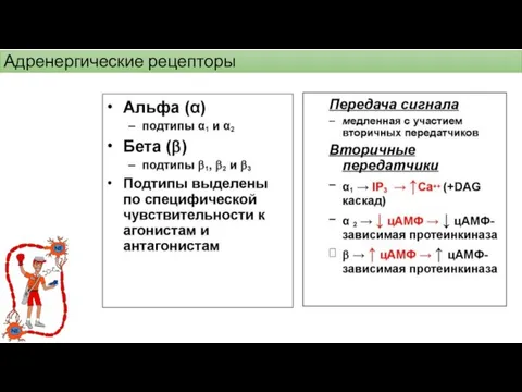 Адренергические рецепторы