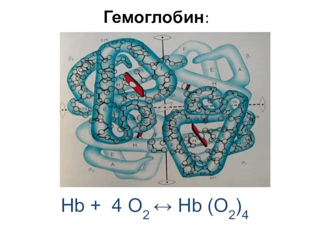 Гемоглобин: Hb + 4 O2 ↔ Hb (O2)4