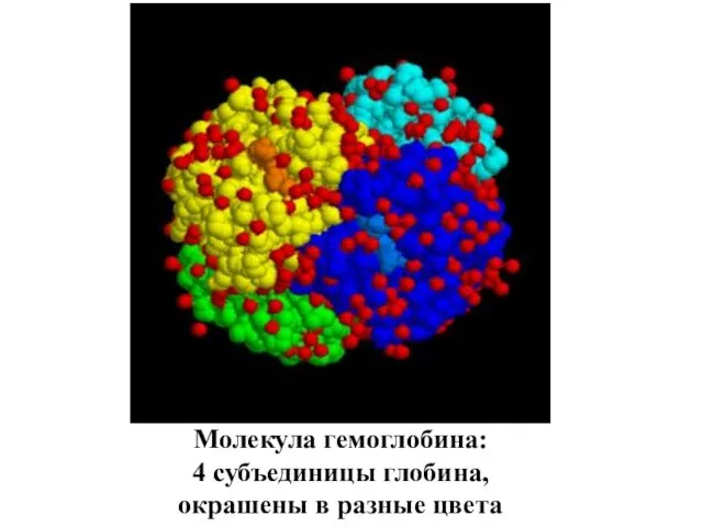 Молекула гемоглобина: 4 субъединицы глобина, окрашены в разные цвета