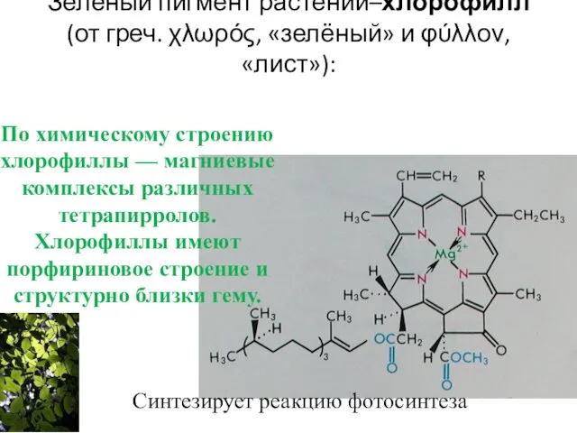 Зеленый пигмент растений–хлорофилл (от греч. χλωρός, «зелёный» и φύλλον, «лист»): Синтезирует реакцию фотосинтеза