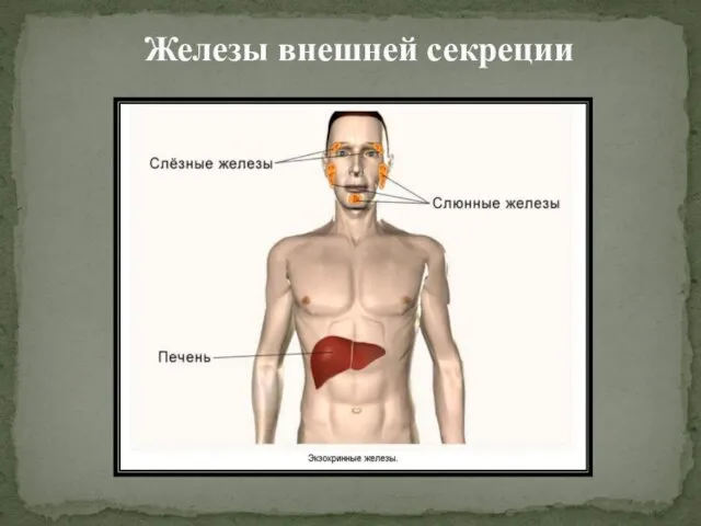 Железы внешней секреции