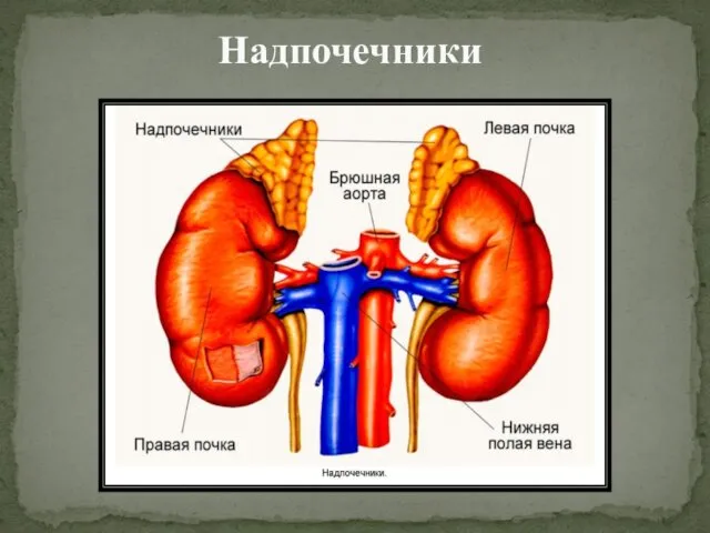 Надпочечники