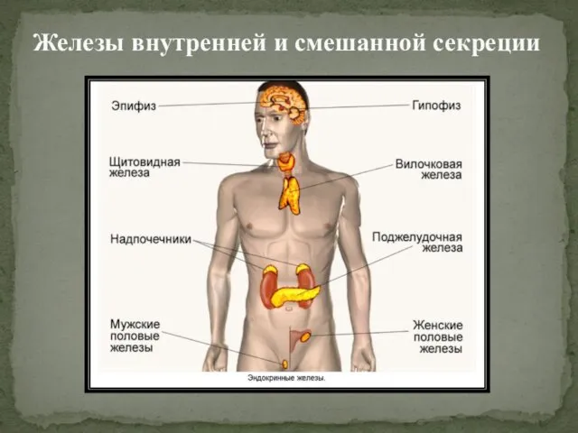 Железы внутренней и смешанной секреции