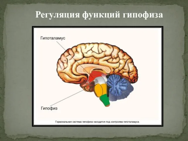 Регуляция функций гипофиза