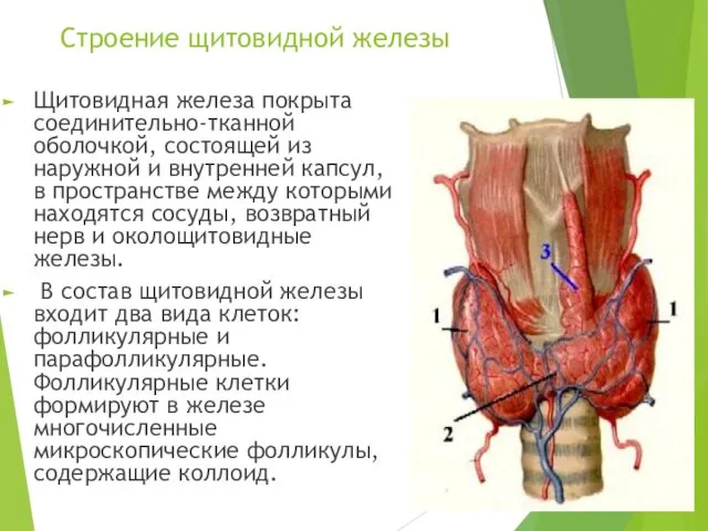 Строение щитовидной железы Щитовидная железа покрыта соединительно-тканной оболочкой, состоящей из