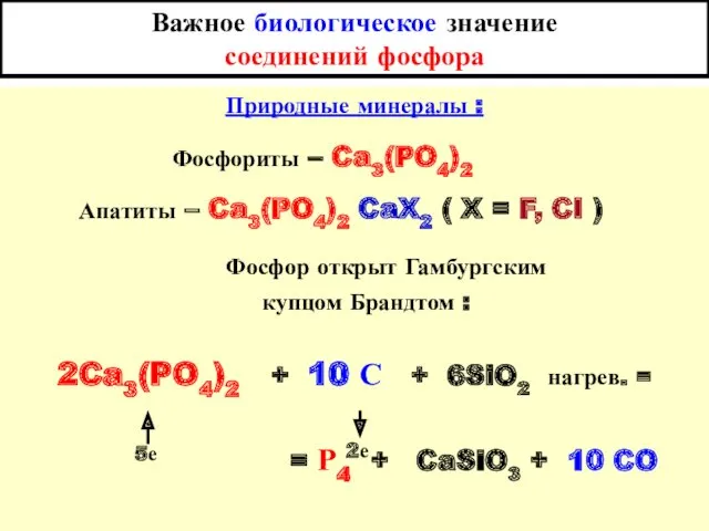 Важное биологическое значение соединений фосфора Природные минералы : Фосфориты –