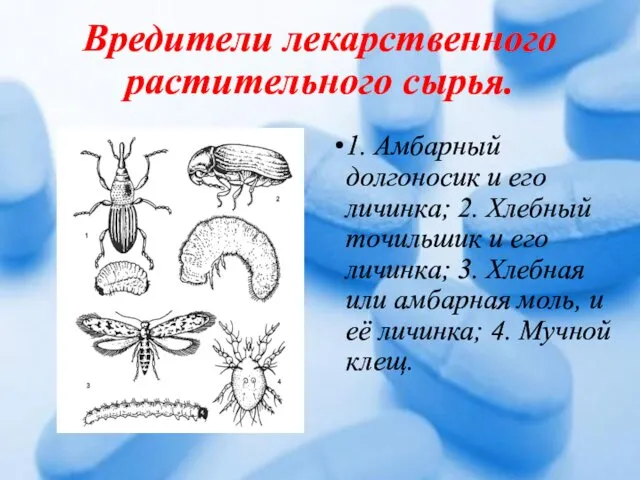 Вредители лекарственного растительного сырья. 1. Амбарный долгоносик и его личинка;