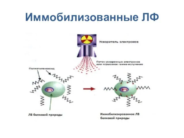 Иммобилизованные ЛФ