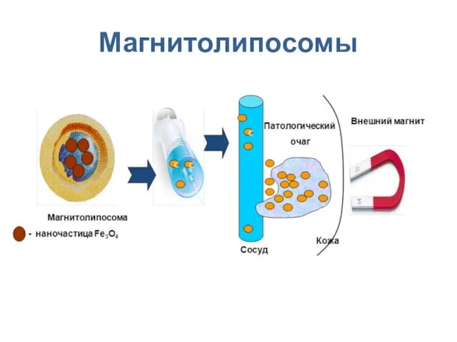 Магнитолипосомы