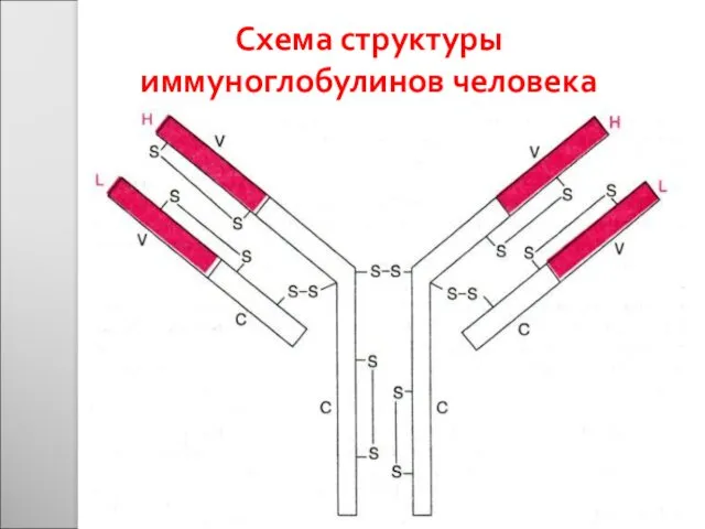 Схема структуры иммуноглобулинов человека