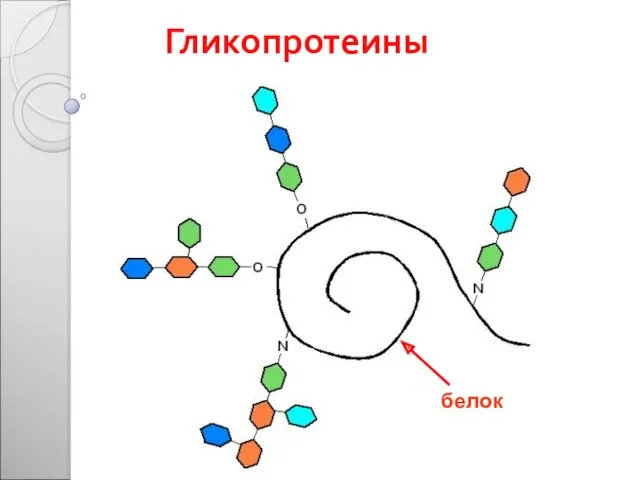 Гликопротеины белок