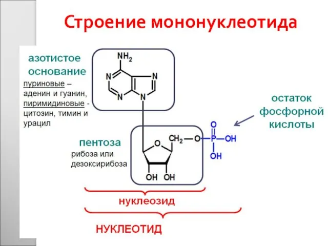 Строение мононуклеотида