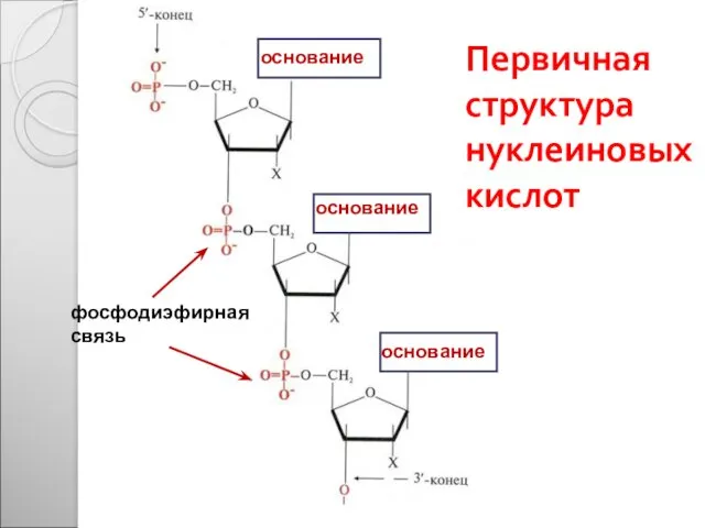 основание фосфодиэфирная связь Первичная структура нуклеиновых кислот основание основание