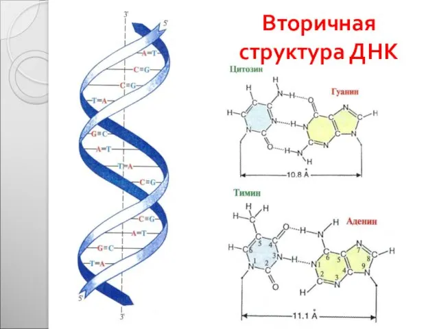 Вторичная структура ДНК