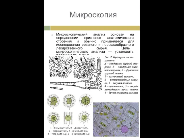 Микроскопия Микроскопический анализ основан на определении признаков анатомического строения и