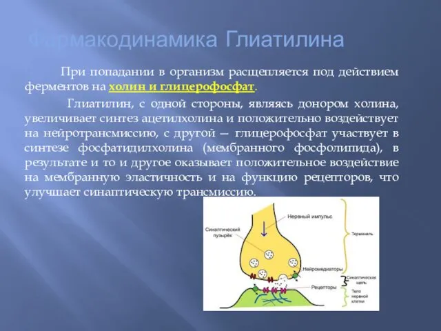 Фармакодинамика Глиатилина При попадании в организм расщепляется под действием ферментов