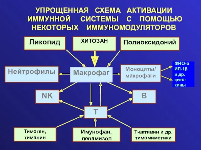 УПРОЩЕННАЯ СХЕМА АКТИВАЦИИ ИММУННОЙ СИСТЕМЫ С ПОМОЩЬЮ НЕКОТОРЫХ ИММУНОМОДУЛЯТОРОВ