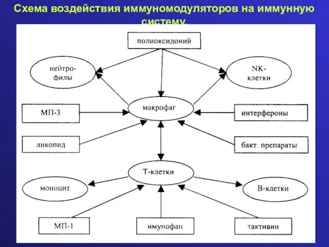 Схема воздействия иммуномодуляторов на иммунную систему.