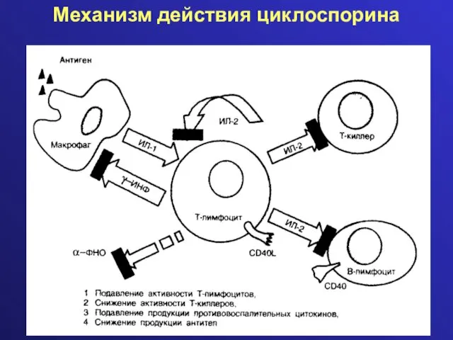 Механизм действия циклоспорина