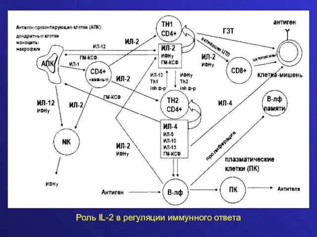 Роль IL-2 в регуляции иммунного ответа