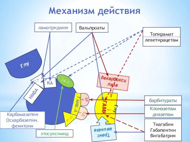 Механизм действия Глу Глу ↓ ГАМК NMDA КА Na,Ca ГAMK-A