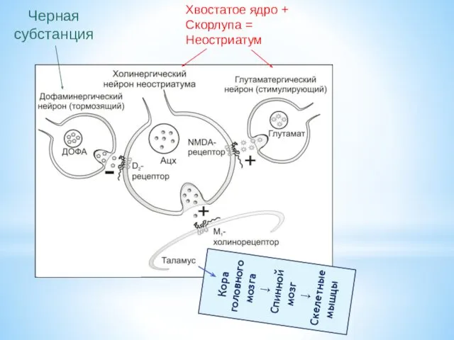 Хвостатое ядро + Скорлупа = Неостриатум Черная субстанция Кора головного