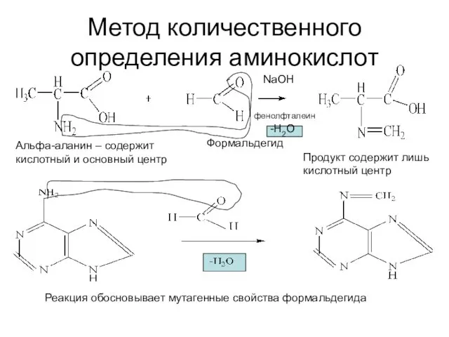 Метод количественного определения аминокислот Альфа-аланин – содержит кислотный и основный